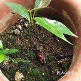 保持土壤湿润，待长到3～4寸左右就可以移植到花园里
