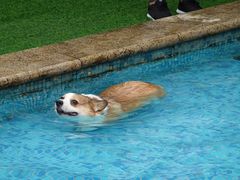 -汪说喵讲宠物乐园宠物酒店(红星美凯龙店)