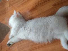-唐小姐の猫狗洗护·购宠旗舰店(周浦万达店)