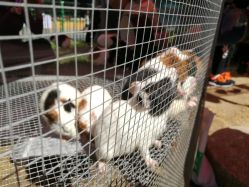 -萌宠亲子动物乐园(槐房万达店)