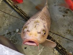 -合家亲妈妈菜·博山菜老字号(联通路店)