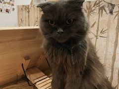 -楼上猫咖(罗湖店)