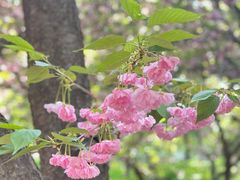 -洛阳市隋唐城遗址植物园
