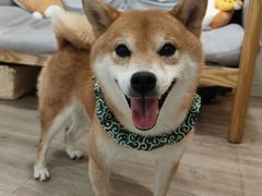 -柴迷FANS CLUB·柴犬狗咖·猫咖