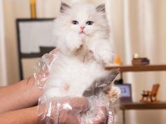 -小猫来了·猫舍(红山六九七九店)