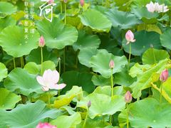 -嘉北郊野公园