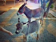 -清迈夜间动物园