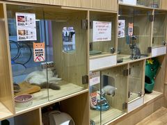 -屋虎猫馆(宝安大仟里店)