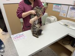 -瑞派康怡24h宠物医院·犬猫医疗中心·微创绝育(瑞景分院)