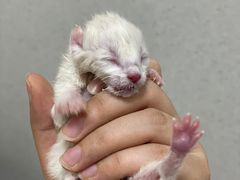 -谐和益家动物医院·免疫绝育·血液透析·宠保定点医院(高新伊藤分院)