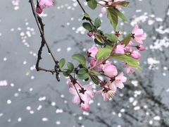 -莫愁湖公园