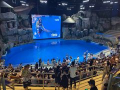 -芜湖新华联大白鲸海洋公园
