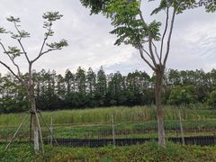 -上海长兴岛郊野公园