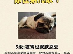 -翊宠yipet猫狗购宠庄园犬舍•猫舍
