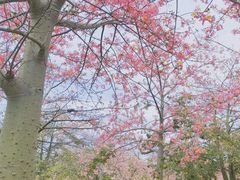 -风云岭森林公园