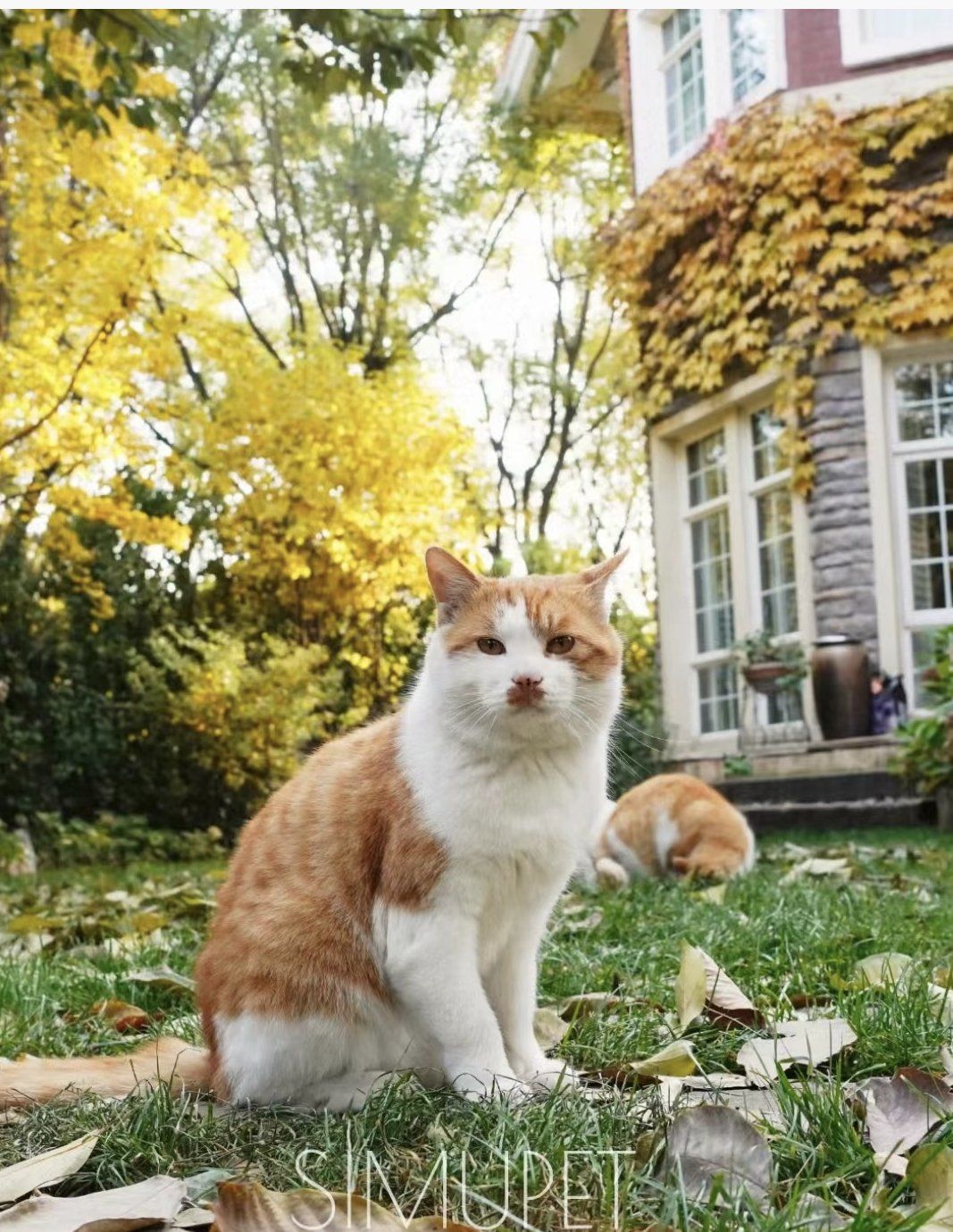 北京宠物火化殡葬善终标本制作服务