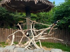 -上海野生动物园