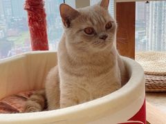 -Catmate·猫肥家润(金润铂宫店)