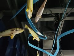 -同济大学四平路校区深海探索馆