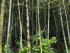 -天目湖涵田度假村
