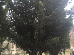 罗汉松-荆州博物馆