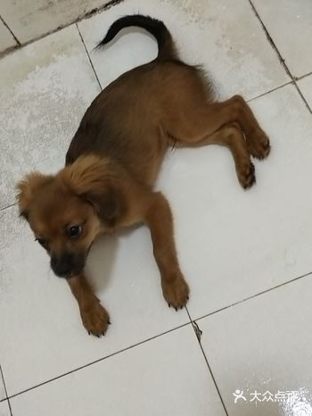 一样不少吃。虽然小呆是个串