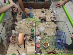-钓仓鼠(洋桥北里小区店)