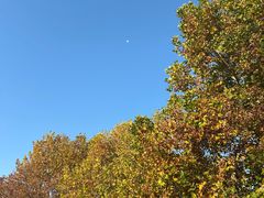 -达美乐比萨(北苑店)