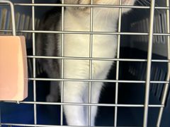 -小猫来了·猫舍(红山六九七九店)
