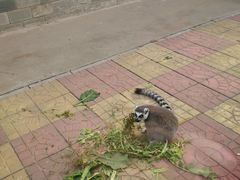 -石家庄市动物园