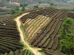 -龙坞茶村