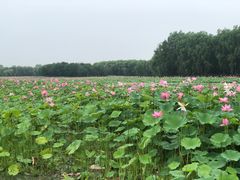 -东郊湿地公园