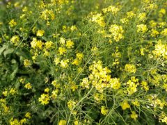 -古柏渡飞黄旅游区