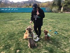 -趣玩宠物乐园寄养训犬训狗游泳池