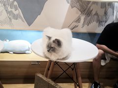 -滚猫咖啡·猫咖·猫友好撸猫(未来城店)