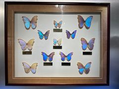 -上海昆虫博物馆