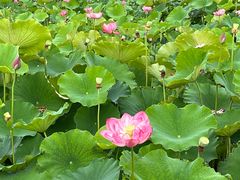 -嘉北郊野公园