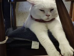 -有猫主题·治愈系猫咖(曾厝垵店)