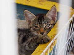 -双季花艺园艺市场(浦东店)