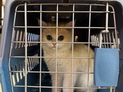 -猫十亿·布偶金渐层·曼基康矮脚猫舍(青年路店)