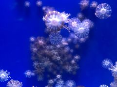 -海合安武汉极地海洋公园