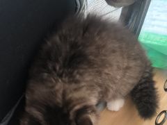 -艾贝尔宠物医院·狂犬免疫点(江山金象城店)