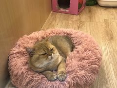 -momokira米努特·德文卷毛猫·棉花面纱犬