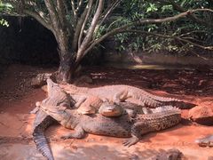-海南热带野生动植物园