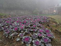 -庐山风景区花径公园
