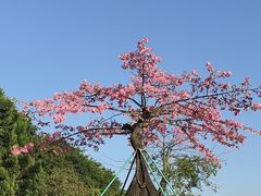 -东莞植物园