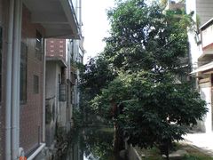 -小洲村