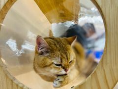 -COLOR PETS 撸猫馆·购猫·猫咖(长风大悦城店)