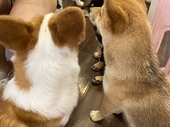 -柯斗斗主题餐厅·狗咖·围炉煮茶·茶饮(国瑞升平里店)