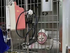 -哆趣宠物医院·眼科·内镜·急重症转诊中心(上海店)